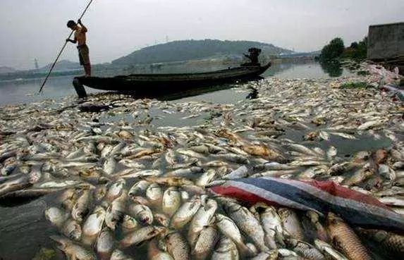 氨氮超標(biāo)有哪些危害？怎么處理氨氮超標(biāo)？-